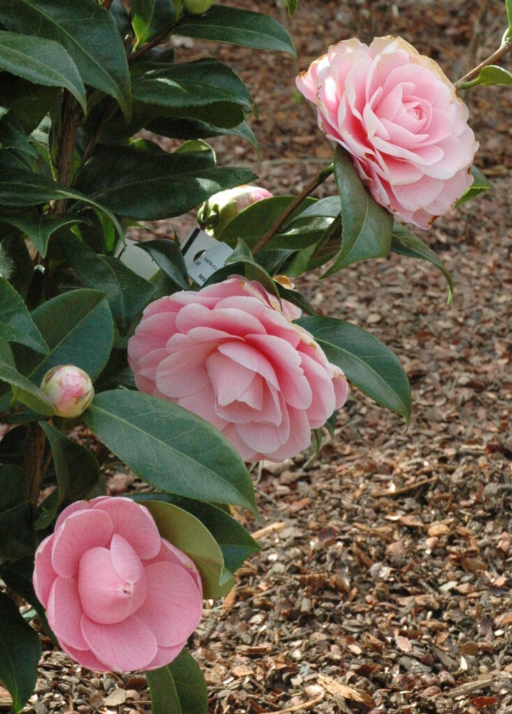 Camellia Japonica "Ave Maria"