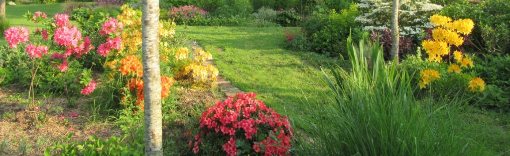 Azalée mollis (chine) Azalée japonaise
C'est bien le printemps.